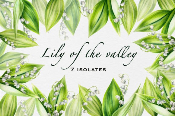 Download Lily of the Valley Isolates - Lily of the valley Collection