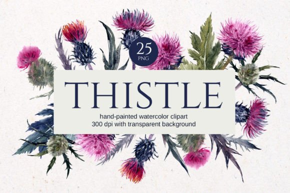 Download Thistle Watercolor Floral Clipart - Floral clipart Collection